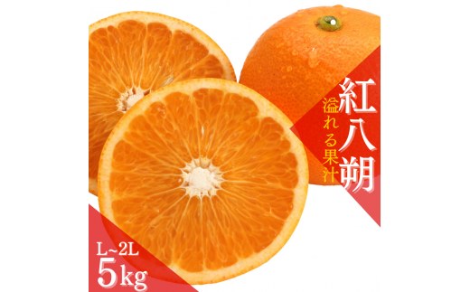 【先行予約】【数量わずか】あふれる果汁！ 希少な紅はっさく 秀品 5kg L～２L 2025年1月初旬～2025年3月末頃に順次発送予定（お届け日指定不可）/ ハッサク 八朔 紅八朔 紅はっさく フルーツ 柑橘 蜜柑 果物 くだもの【kgr006】