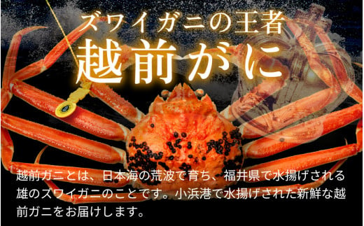 【年末発送】【先行予約】越前がに 600ｇ×3ハイ【2024年12月25～29日順次発送】｜蟹 かに カニ 越前ガニ 越前がに ズワイガニ ずわいがに ボイル 600g 3杯 3ハイ 福井 冷蔵 送料無料