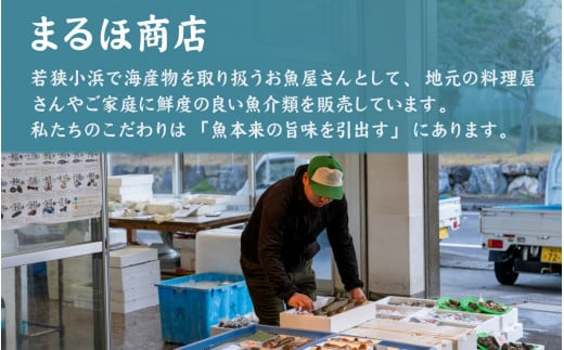 【年末発送】【先行予約】越前がに 600ｇ×3ハイ【2024年12月25～29日順次発送】｜蟹 かに カニ 越前ガニ 越前がに ズワイガニ ずわいがに ボイル 600g 3杯 3ハイ 福井 冷蔵 送料無料