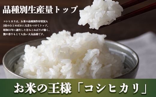 H01-3 【定期便】先行予約 令和6年 3姉妹も大好き コシヒカリ 12kg × 3回 合計 36kg (3回お届け)