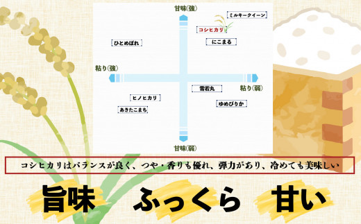 H01-3 【定期便】先行予約 令和6年 3姉妹も大好き コシヒカリ 12kg × 3回 合計 36kg (3回お届け)