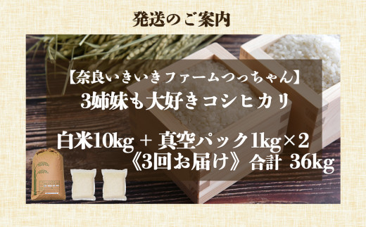 H01-3 【定期便】先行予約 令和6年 3姉妹も大好き コシヒカリ 12kg × 3回 合計 36kg (3回お届け)