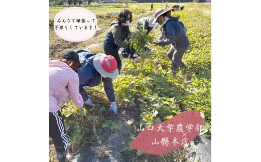 山口大学実習応援芋焼酎要助セット720ml× 3本