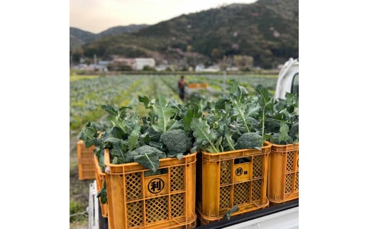 朝採り 土佐のブロッコリー 大玉6個 1.5~1.8kg 農家のオススメ専用レシピ付き やさい 野菜 栄養 タンパク質 健康 ビタミンC おかず お弁当 サラダ 料理 冷蔵 配送 国産【R01210】