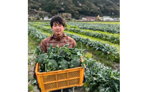 朝採り 土佐のブロッコリー 大玉6個 1.5~1.8kg 農家のオススメ専用レシピ付き やさい 野菜 栄養 タンパク質 健康 ビタミンC おかず お弁当 サラダ 料理 冷蔵 配送 国産【R01210】