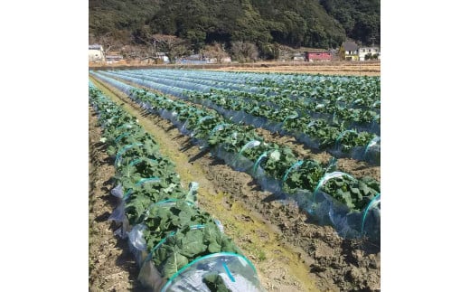 朝採り 土佐のブロッコリー 大玉6個 1.5~1.8kg 農家のオススメ専用レシピ付き やさい 野菜 栄養 タンパク質 健康 ビタミンC おかず お弁当 サラダ 料理 冷蔵 配送 国産【R01210】