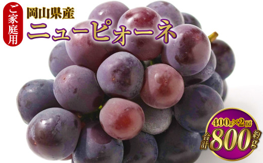 ご家庭用 岡山県産 ニューピオーネ 約800g（400g×2房） 【2024年8月下旬～9月下旬迄発送予定】