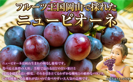 ご家庭用 岡山県産 ニューピオーネ 約800g（400g×2房） 【2024年8月下旬～9月下旬迄発送予定】