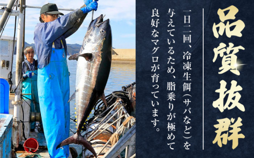 【お歳暮対象】対馬産 養殖 本マグロ　中トロ 1.2kg(8パック)《対馬市》【対海】マグロ 鮪 まぐろ 本鮪 中とろ [WAH020]