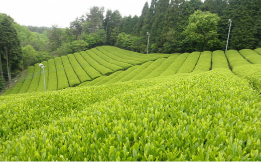 オーガニック宇治茶を手軽に楽しむ TEA BAGの詰合せ [№5299-0046]