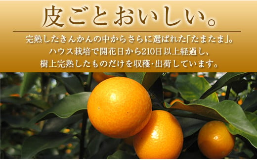 ◆宮崎県産 完熟きんかん「たまたま」 糖度16度以上 約1kg
