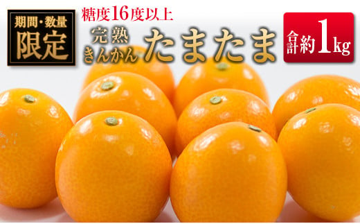 ◆宮崎県産 完熟きんかん「たまたま」 糖度16度以上 約1kg