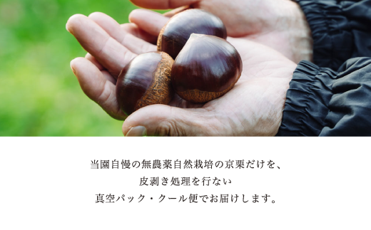 《2024年12月発送》【訳あり】京栗生むき栗500g（250g×2袋）京都 綾部 丹波栗 自然栽培 京都府産 農家直送 国産 わけあり 訳アリ 無農薬 果物 フルーツ