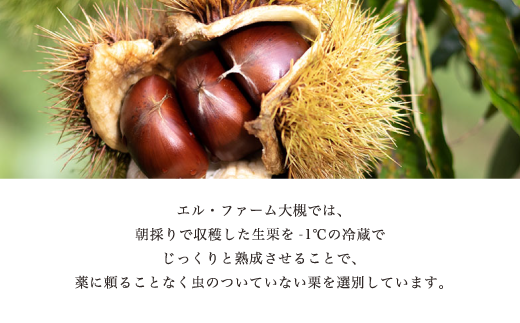 《2024年12月発送》【訳あり】京栗生むき栗500g（250g×2袋）京都 綾部 丹波栗 自然栽培 京都府産 農家直送 国産 わけあり 訳アリ 無農薬 果物 フルーツ