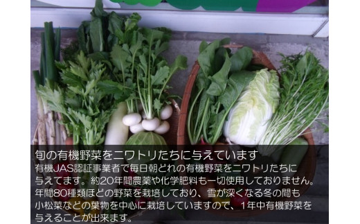 383＊信州MIYAFARM　「天空の卵」有機野菜を食べて育った放し飼い自然卵　12ヶ月定期便