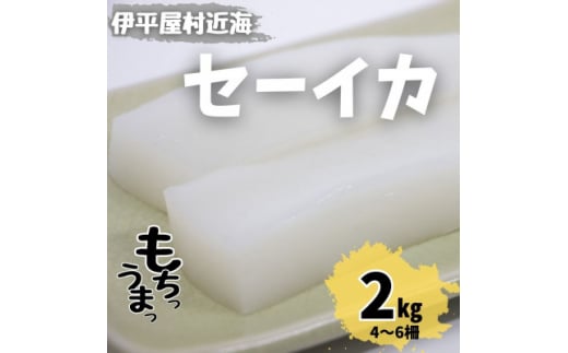 もちっと食感 セーイカ 2kg(4～6柵)【1544699】