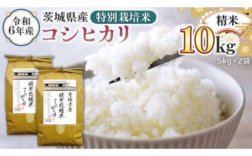 令和6年産 茨城県産 精米 特別栽培米 コシヒカリ 10kg （5kg×2袋） 新米 白米 こしひかり 米 コメ こめ 単一米 限定 茨城県産 国産 美味しい お米 おこめ おコメ