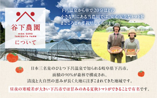 予約受付【2025年7月下旬頃から順次発送】【期間限定】地元下呂市の人気者！大地の恵みがぎゅーっと詰まった果肉が厚い 大玉トマト 約 2kg（サイズ混合）《飛騨下呂産》麗月 とまと 産地直送 2キロ 野菜 トマト