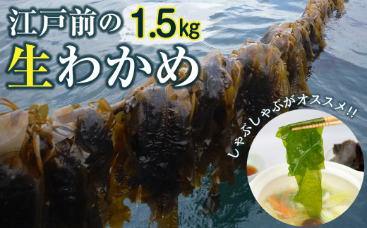 新富津のワカメ（生）1.5kg