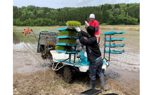 【新米受付・令和6年産米】新潟県村上市産 3種類のお米の銘柄 食べ比べセット 6kg（ 岩船産コシヒカリ・夢ごこち・新之助 各2kg） お試し お米 精米 白米 1033002N