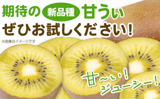 甘うぃ 約1.4kg 9玉前後《10月中旬-11月末頃出荷》福岡県 鞍手郡 鞍手町 キウイフルーツ キウイ 福岡県オリジナル 新品種 甘うぃ 果物 くだもの フルーツ