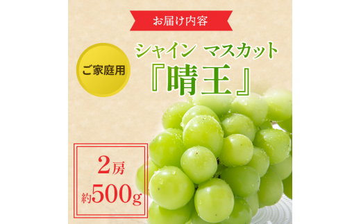 ぶどう 2024年 先行予約 ご家庭用 シャイン マスカット 晴王 約500g×2房 ブドウ 葡萄  岡山県産 国産 フルーツ 果物