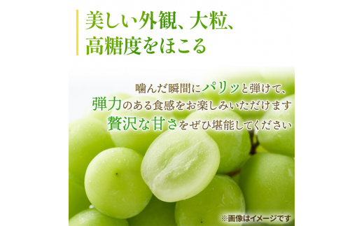 ぶどう 2024年 先行予約 ご家庭用 シャイン マスカット 晴王 約500g×2房 ブドウ 葡萄  岡山県産 国産 フルーツ 果物