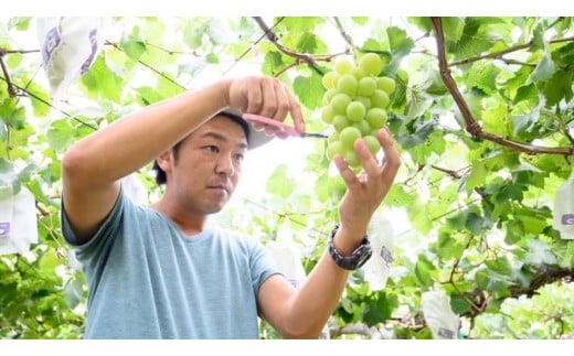 【2025年9月上旬発送開始】 茨城県産 「 シャインマスカット １房 」と「旬の 梨 」 詰め合わせ 約 3kg 【茨城県共通返礼品／常陸太田市】 桧山果樹園 農家直送 桧山果樹園 農家直送 フルーツ  甘い 直送 茨城 限定 ギフト ぶどう シャインマスカット 旬 梨 秀玉 恵水 秋月 詰め合わせ 食べ比べ 果物 [DU011sa]