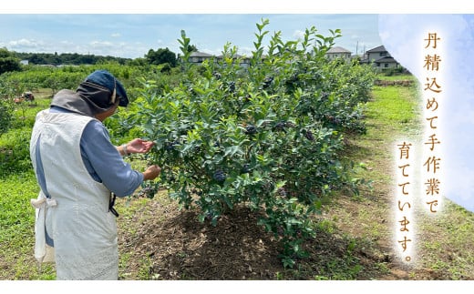 【 数量限定 】 冷凍 完熟 ブルーベリー 700g と ピンクレモネード 350g の 詰合せ セット 食べ比べ (1パックあたり 350g )  ベリー 甘い 甘酸っぱい 完熟 新鮮 フルーツ 果物 くだもの 贈り物 贈答 ギフト 国産 茨城 農園 産地直送