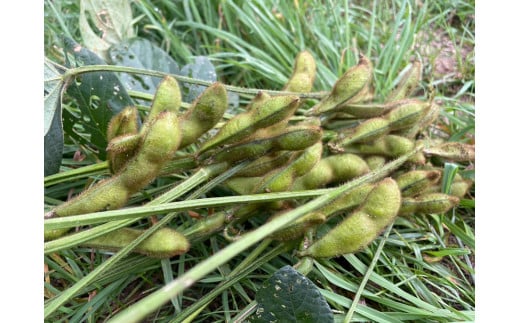 農園 葉菜言葉のおいしい毛豆 600g 令和6年産｜青森県産 枝豆 ブランド枝豆 おつまみ 大粒豆 けまめ えだまめ 2024年産 [0532]