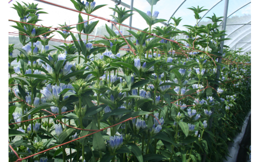 防虫ネットで覆っているため、蜂が刺さずに長持ちする花ができます。