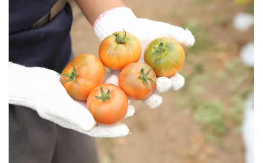 余市まるごと搾り　甘熟トマトジュース　6本セット