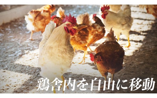 【6ヶ月定期便】計180個 のびのび育ちの平飼い有精卵 30個×6ヶ月 定期 定期便 平飼い 有精卵 たまご 卵 玉子 タマゴ 鶏卵 オムレツ 卵かけご飯 たまご焼き 国産 すき焼き 三重県 多気町 JK-05