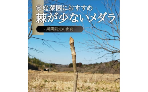 宮城県 西根の森 タラの木の苗木 手掘り苗(タラの芽)50～80cm　6本【1393927】