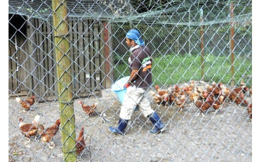 奄美大島の平飼い有精卵　40個入り