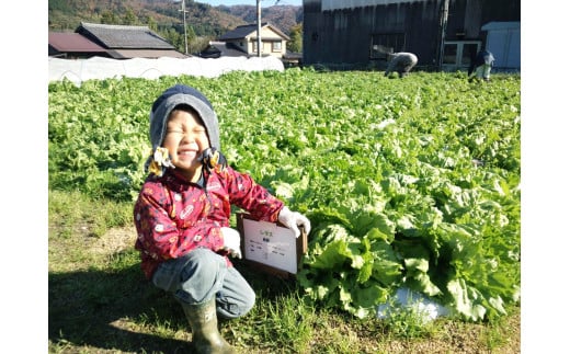 【農業体験（1名様）】無農薬野菜のプロフェッショナルと一緒に、楽しく充実のひと時を共に過ごしましょう！【 体験 農業体験 畑 無農薬 野菜 収穫 畑 農園 京都 綾部 】