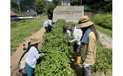 【農業体験（1名様）】無農薬野菜のプロフェッショナルと一緒に、楽しく充実のひと時を共に過ごしましょう！【 体験 農業体験 畑 無農薬 野菜 収穫 畑 農園 京都 綾部 】