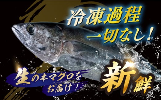 【長崎県養殖クロマグロ品評会最優秀賞！】 五島列島産 養殖 生 本マグロ 中トロ 計約400g マグロ まぐろ 鮪 刺身 ブロック 冷蔵 【上五島町漁業協同組合】 [RBN016]