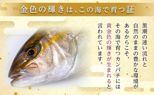 【ねじめ黄金カンパチ】フィレ 片身分 ( 約1,250g × 1枚 )  配送日指定可能