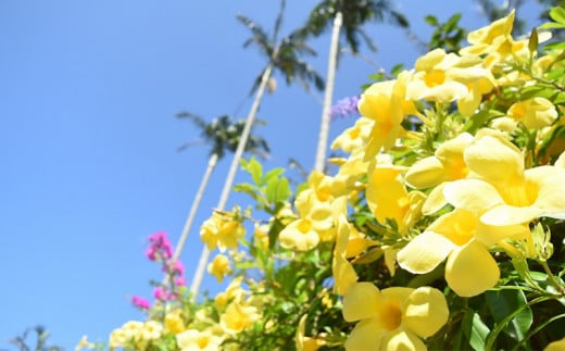 沖縄県観光スポット「東南植物楽園」年間グリーンパスポート＜大人・中人＞【 体験 入場券 ペアチケット 植物園 年間パスポート 動物ふれあい 小動物 テーマパーク 植物 1300種以上 亜熱帯 熱帯 自然 遊び あそび 癒し いやし 観光 贈答 ギフト 沖縄 】