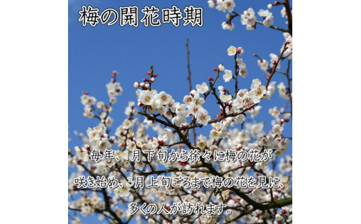 いなみの里梅園　こんぶ風味梅干10kg　塩分約8%【和歌山産】紀州南高梅　印南町　