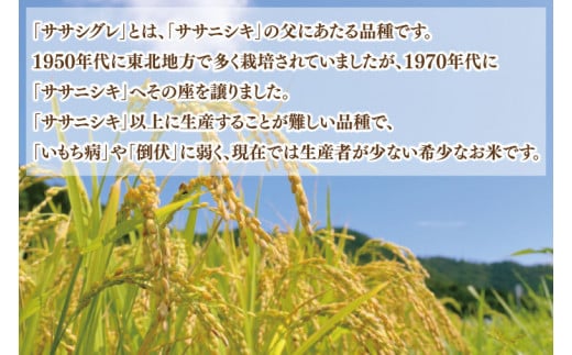 ★令和6年産★ 新米 ささしぐれ 10kg (精米) (DE007)