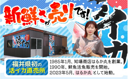 【先行予約】 天然 寒ぶり 1本 (約8～9kg) 若狭湾 ひるがの寒ぶり (内臓処理あり)  【2024年12月末頃より順次発送予定】【ブランド お歳暮 贈答 ギフト プレゼント 寒ブリ ぶり ブリ 鰤 鮮魚 新鮮 生食 刺身 海鮮丼 ブリしゃぶ 日向 産地直送 冬の味覚 海鮮 冷蔵】 [m36-h003_02]