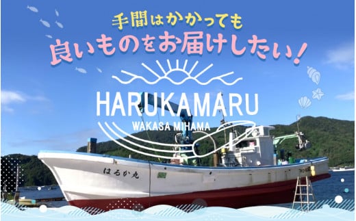 【先行予約】 天然 寒ぶり 1本 (約8～9kg) 若狭湾 ひるがの寒ぶり (内臓処理あり)  【2024年12月末頃より順次発送予定】【ブランド お歳暮 贈答 ギフト プレゼント 寒ブリ ぶり ブリ 鰤 鮮魚 新鮮 生食 刺身 海鮮丼 ブリしゃぶ 日向 産地直送 冬の味覚 海鮮 冷蔵】 [m36-h003_02]