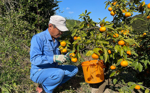 【数量限定】長崎県 時津町産 あすみ 約3kg