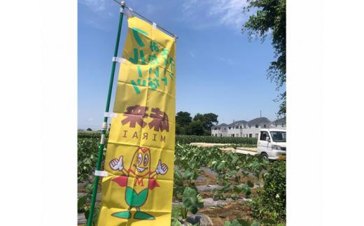 【2024年発送】トウモロコシ「味来」　約5kg ／ やさい 野菜 コーン 埼玉県