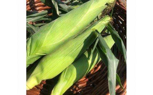 【2024年発送】トウモロコシ「味来」　約5kg ／ やさい 野菜 コーン 埼玉県