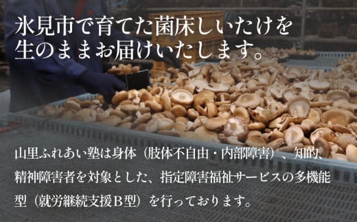 生しいたけ 約600g 富山県 氷見市 シイタケ 椎茸 国産 生