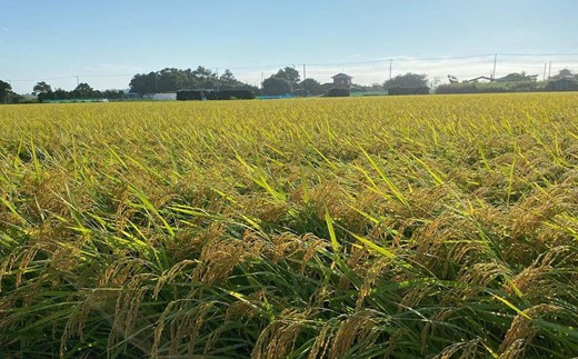 千葉県一宮町産コシヒカリ（白米１０kg）食べくらべチャレンジセット　令和６年産米【2024年発送分】　先行予約　一等米　５kg　２袋　白米　精米