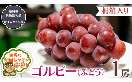 【 桐箱入り 】ゴルビー 〈ぶどう〉 1房 【令和6年9月から発送開始】（県内共通返礼品：かすみがうら市産） ぶどう ゴルビー 果物 フルーツ 季節 旬